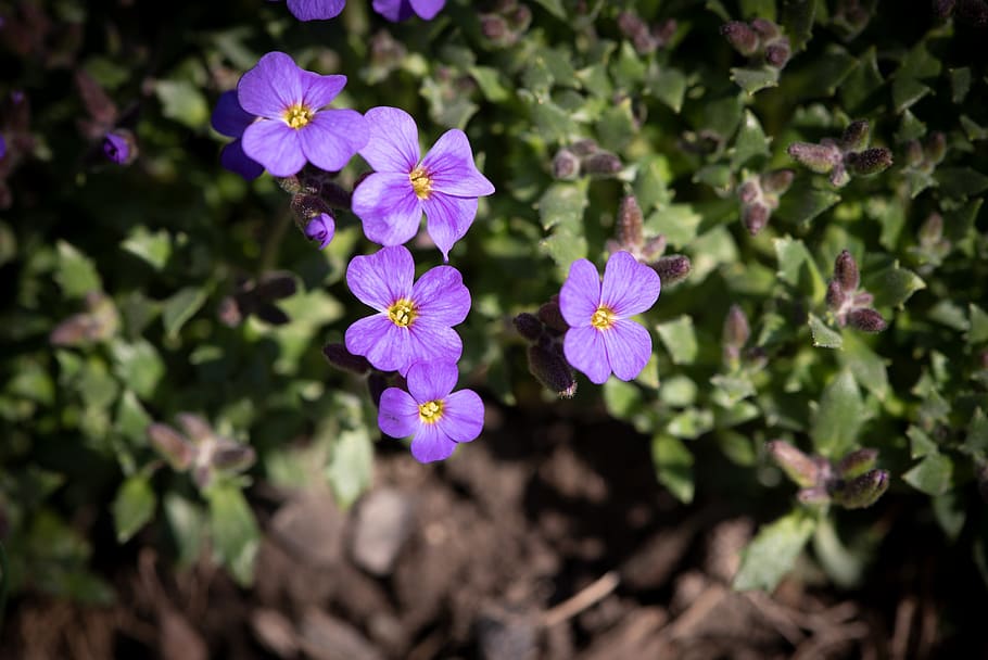flowers, purple, violet, garden, in the garden, flora, small flowers HD wallpaper