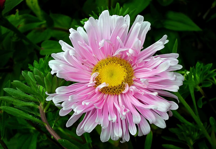 flower, aster, pink, garden, nature, summer, the petals, closeup HD wallpaper