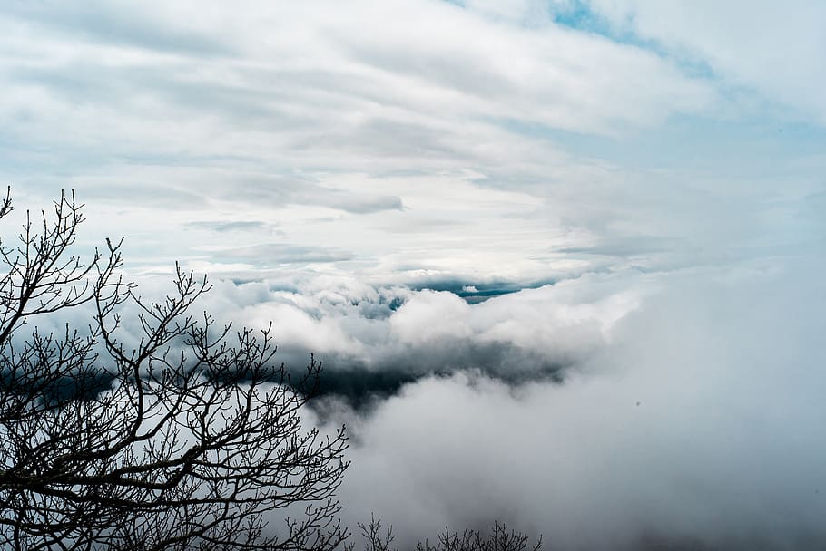 withered tree covered with clouds, cloud - sky, beauty in nature HD wallpaper