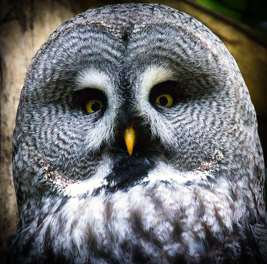 bart owl, bird, nature, close up, attention, animal world, owl-like HD wallpaper
