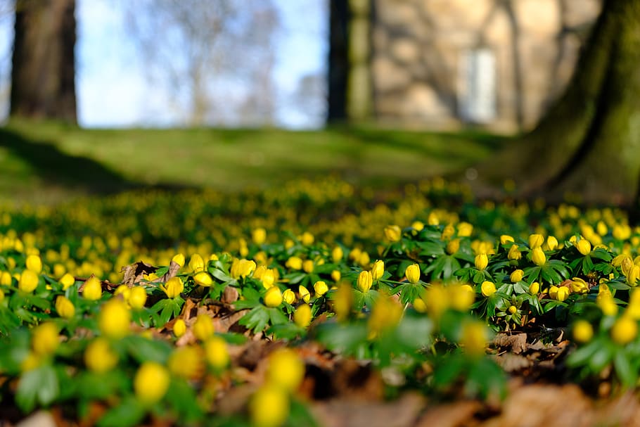 winter, spring, flowers, aconites, sunshine, fresh, new life HD wallpaper