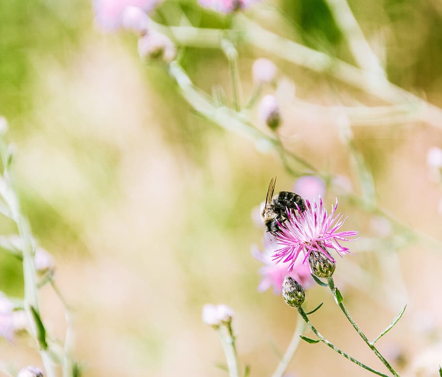 black bee on pink petaled flower, bumblebee, insect, bug, nature HD wallpaper