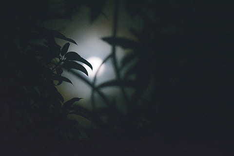 night, moon, leaf, darkness, creepy, spooky, silent night, plant HD wallpaper