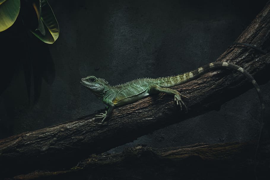 photo of lizard on tree branch, forest, woodland, leaf, leaves HD wallpaper