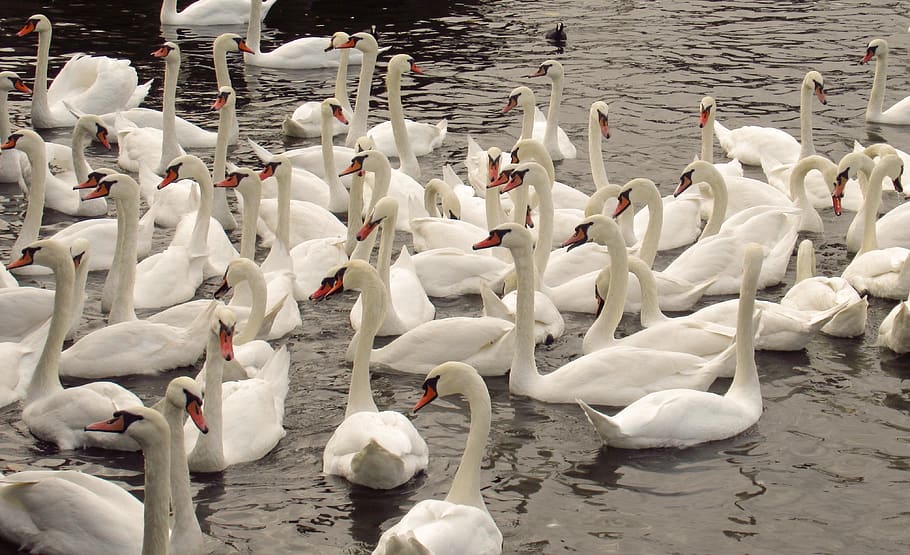 swan, river, prague, nature, water, bird, animal, swim, swans HD wallpaper