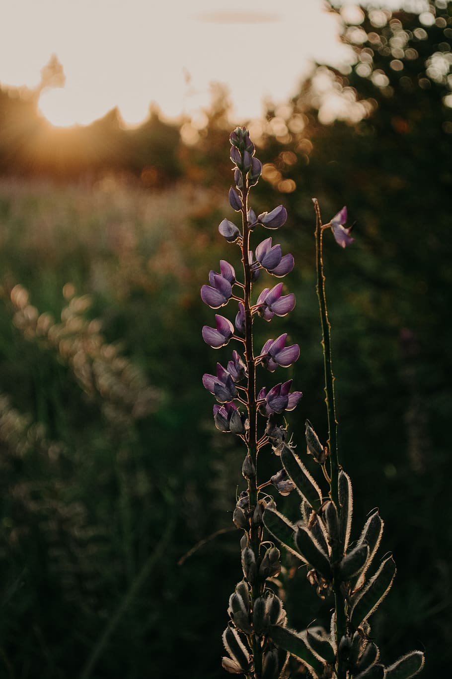 grassland, fields, lupines, dark green, love, first flowers HD wallpaper