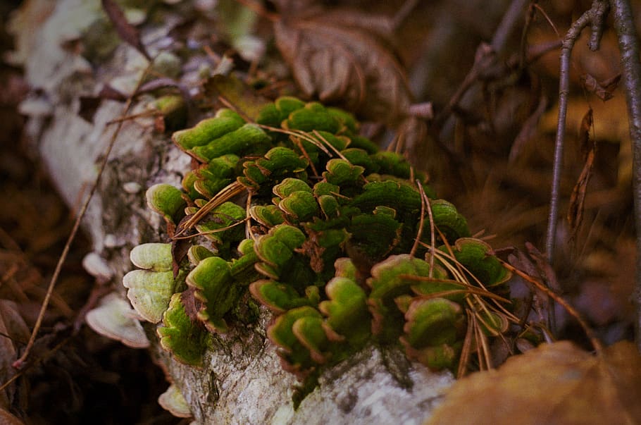 plant, tree, conifer, moss, moscow, russia, silver pinewood park HD wallpaper