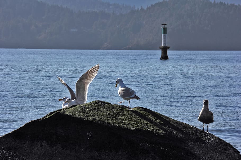 ocean, birds, seagull, animal wildlife, water, vertebrate, animal themes HD wallpaper