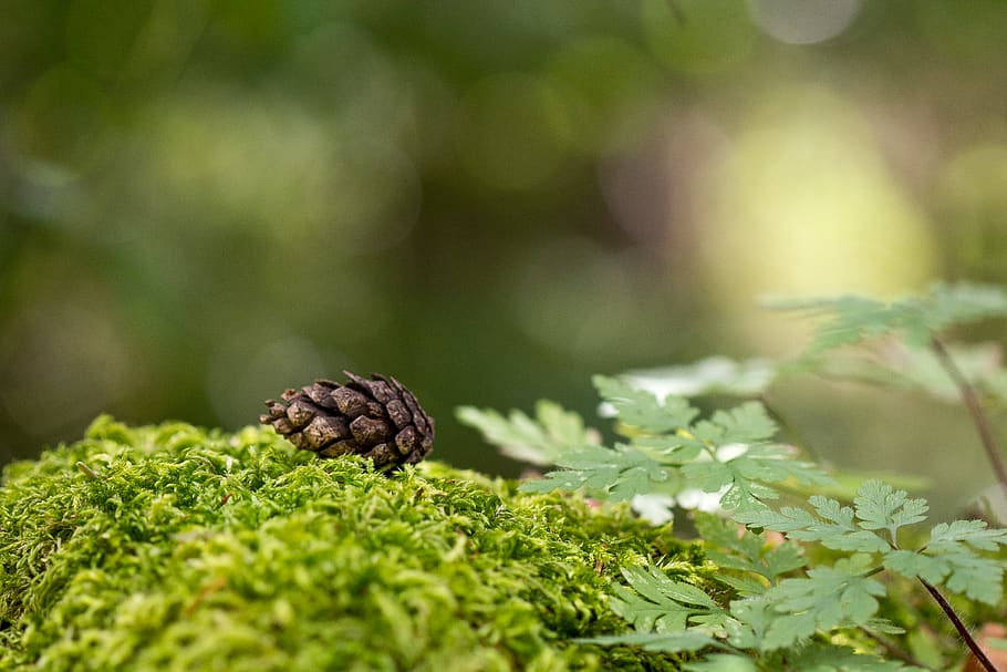 forest, pine cones, nature, macro, close up, background, plant HD wallpaper