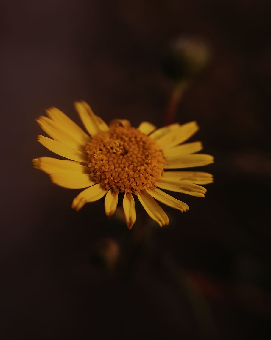 Yellow Petaled Flower, bloom, blossom, flora, flowers, macro HD wallpaper