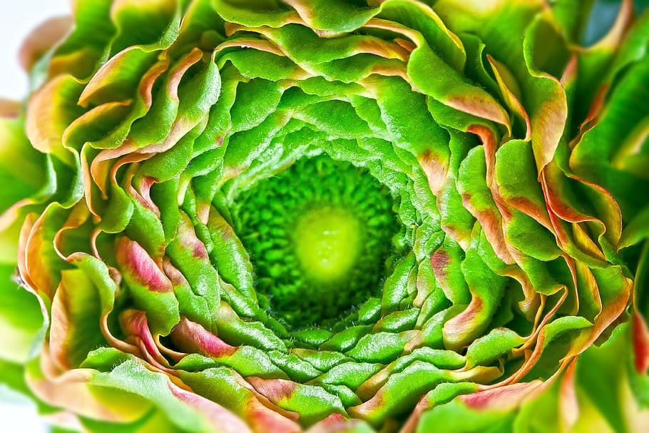 ranunculus, blossom, bloom, nature, plant, yellow, green, brown HD wallpaper