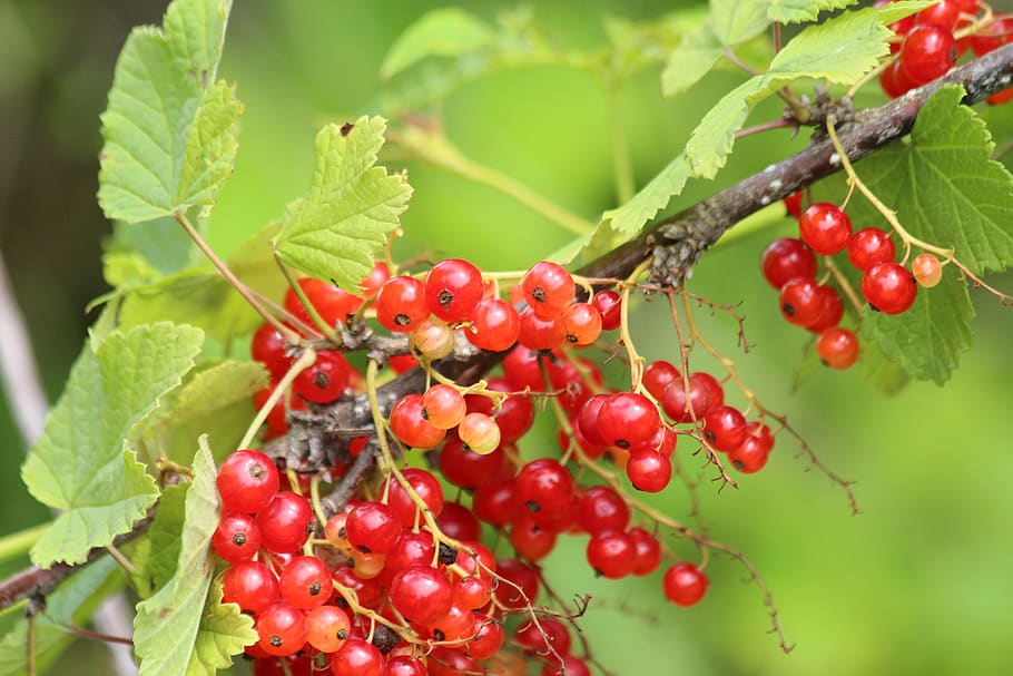 currant, berry, nature, sheet, food, red, red berry, red currant HD wallpaper
