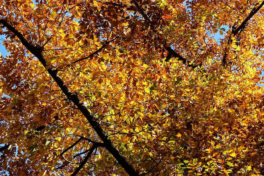trees, autumn, nature, landscape, leaves, mood, bright, atmospheric HD wallpaper