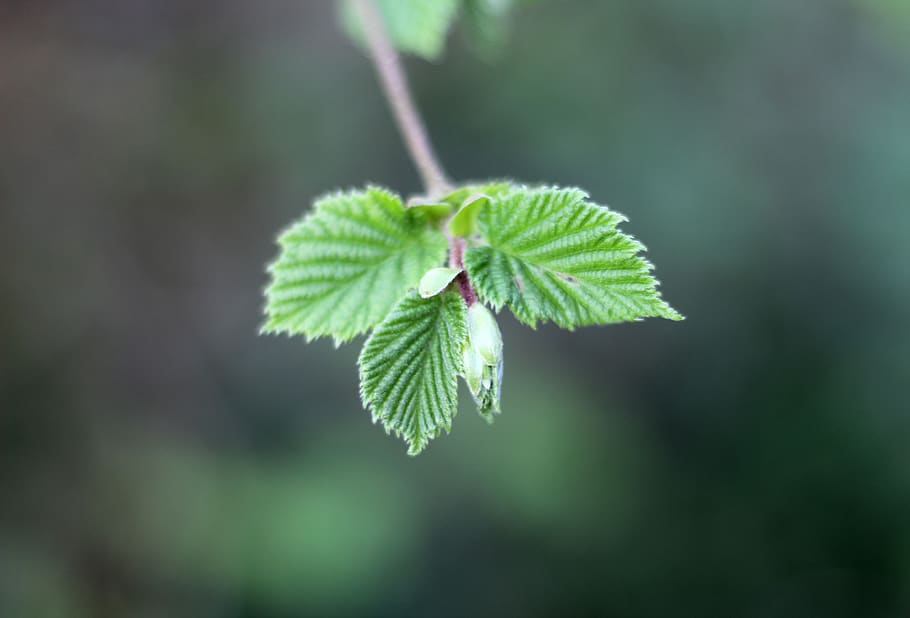 leaf, nature, green, tree, grow, spting, green color, plant part HD wallpaper