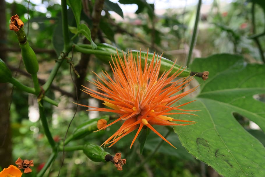 flower, exotic, florida, botanical, tropical, plant, nature HD wallpaper