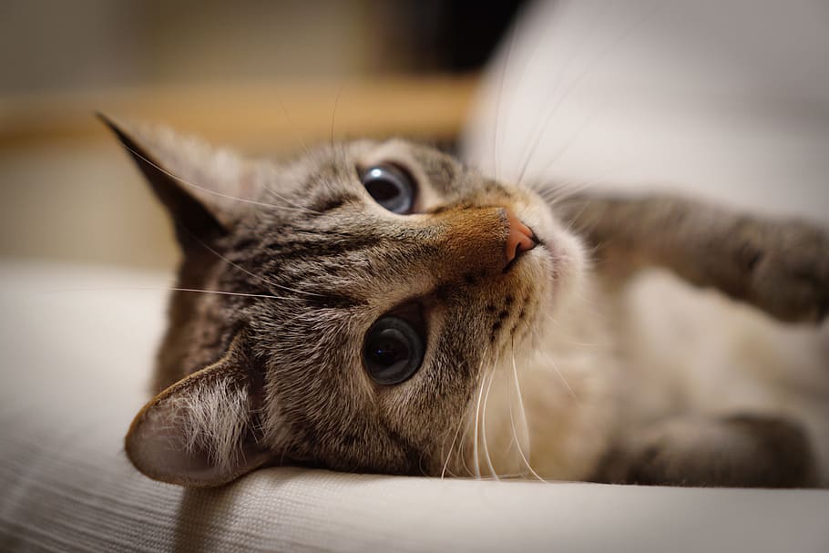 cat, kitten, kitty, mammal, animal, animal themes, pets, domestic HD wallpaper