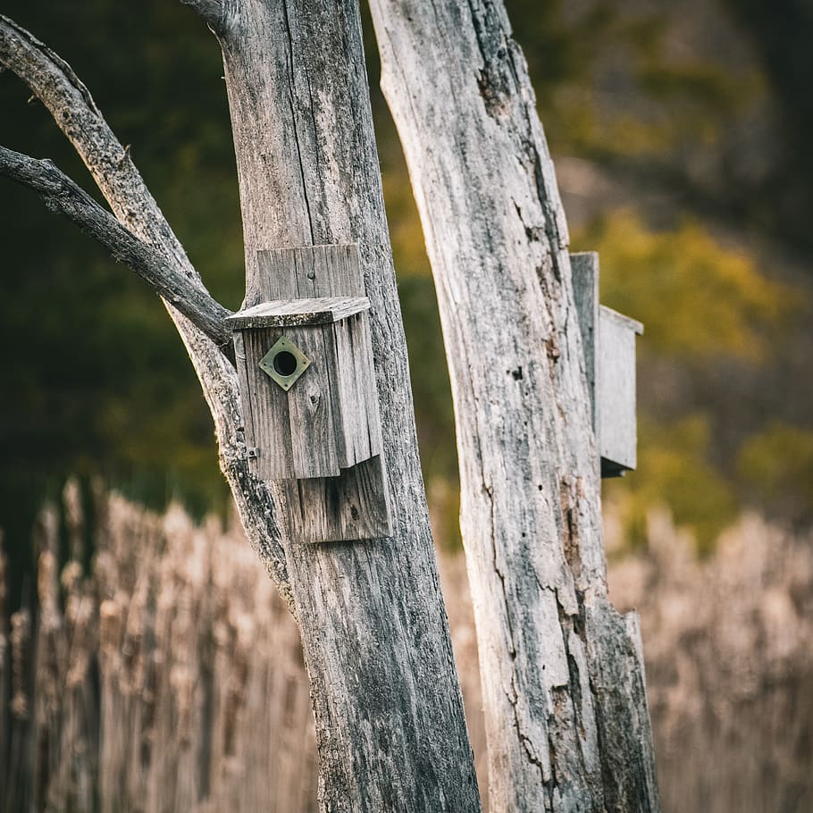 Tree box