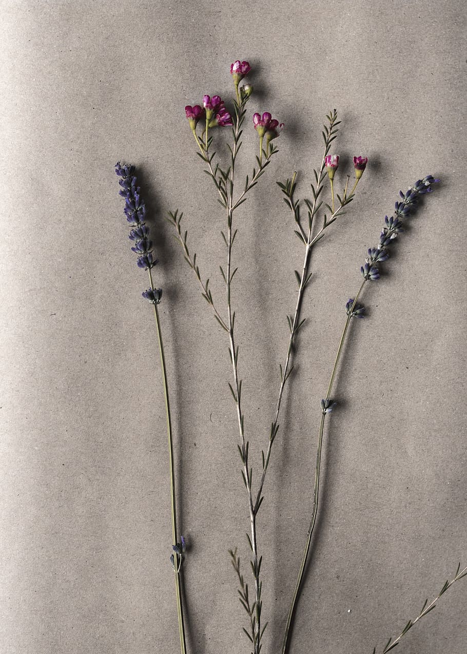 four artificial flowers, plant, flowering plant, nature, no people HD wallpaper