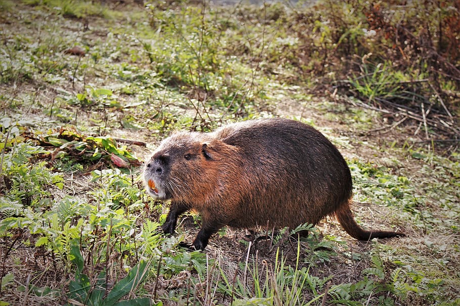 brown capybara, animal themes, animal wildlife, animals in the wild