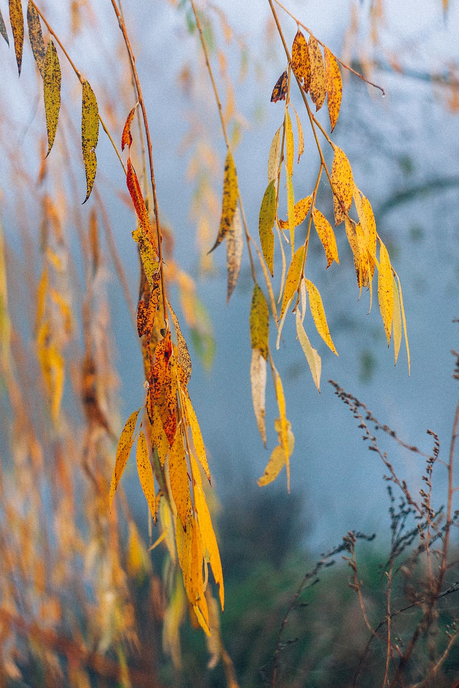 brown tree during daytime, leaf, plant part, change, autumn, nature HD wallpaper