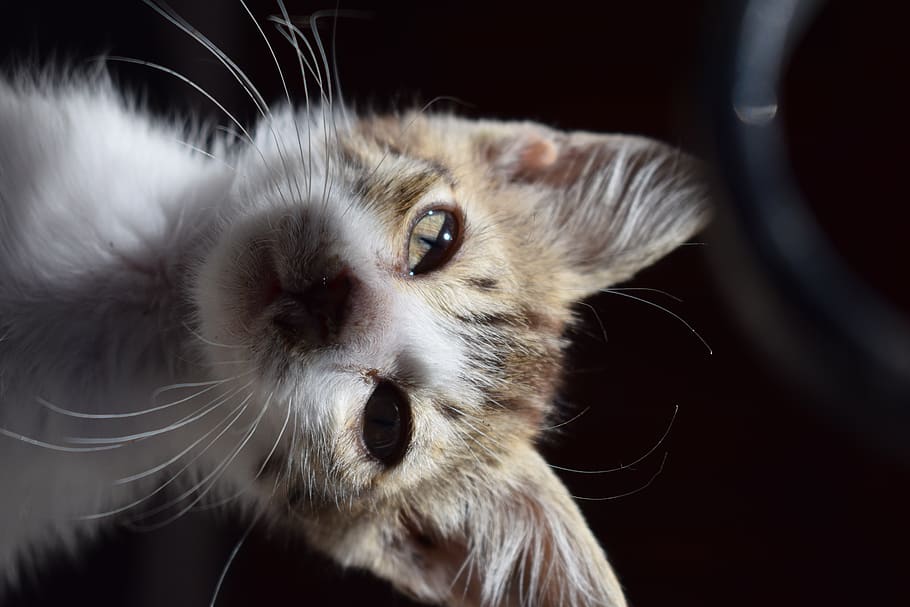 greece, samothrace, cat, eyes, kitty, animals, mammal, one animal HD wallpaper