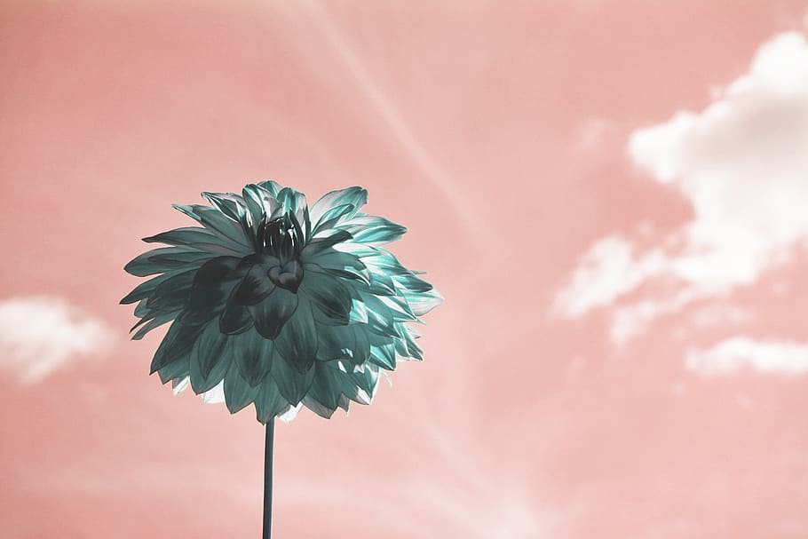 bloom, blooming, blossom, blue, bright, close-up, cloudiness HD wallpaper