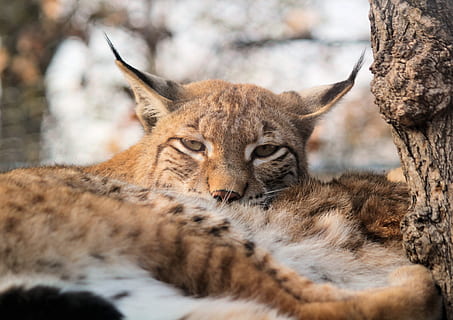 feature, the eurasian lynx, lying, animal, beast, rest, view HD wallpaper