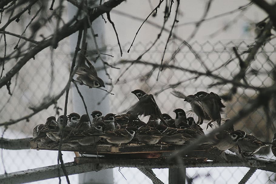 bird, nature, winter, vertebrate, animal, animal wildlife, animals in the wild HD wallpaper