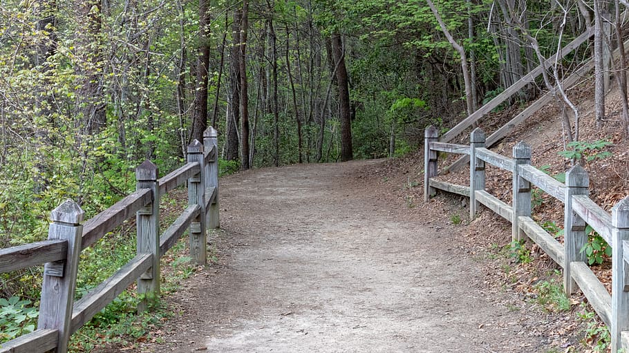 plant, tree, forest, land, railing, the way forward, growth HD wallpaper
