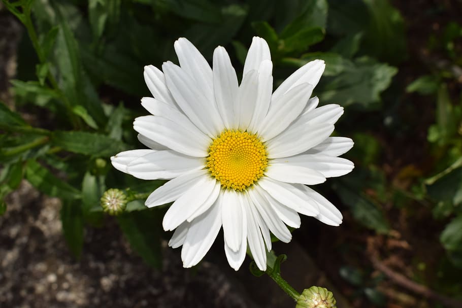 summer, flora, bloom, blossom, nature, daisy, flower, flowering plant HD wallpaper