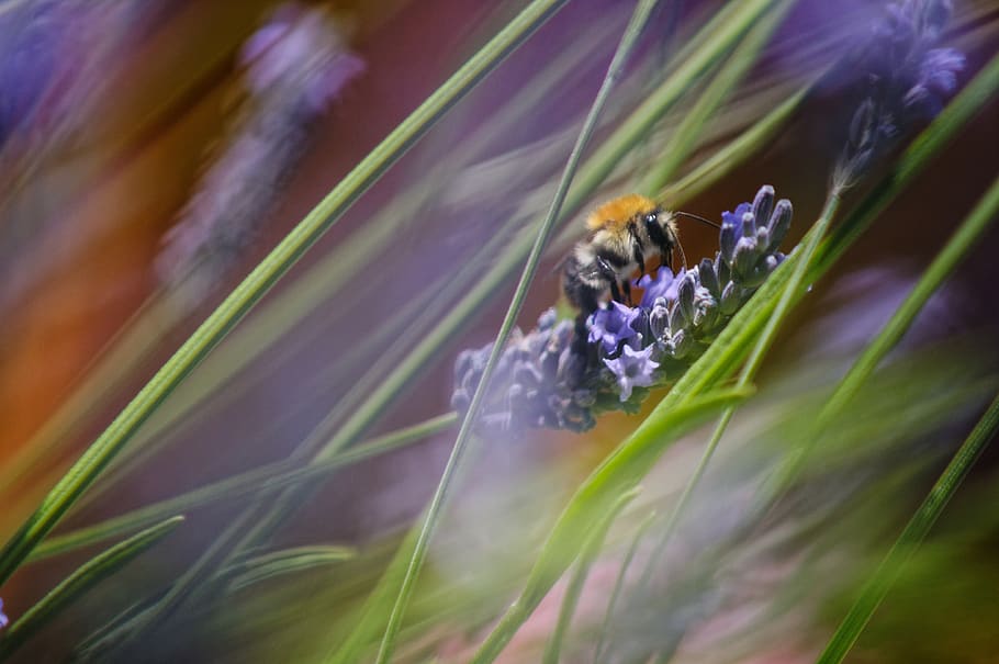 insect, lavender, grass, bee, flower, plant, flowering plant HD wallpaper