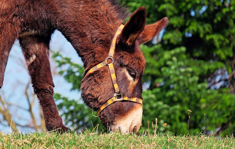 Horse on Field, animal, cute, donkey, eating, fur, grass, hayfield, HD wallpaper