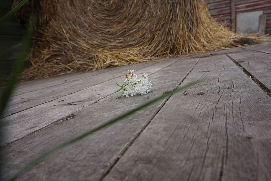 canada, flower, bale, straw, hay, farm, farming, community HD wallpaper