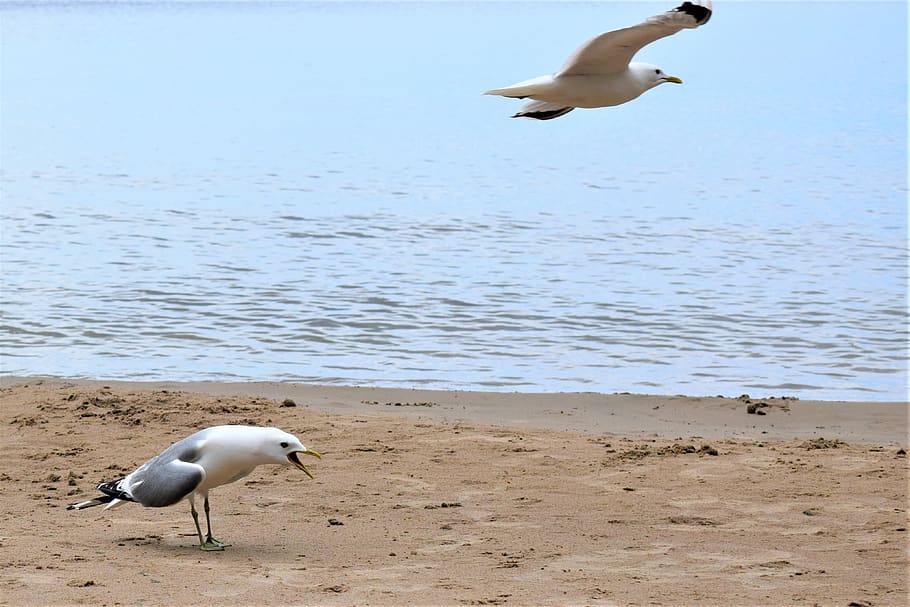 bird, seagull, beach, animal themes, water, vertebrate, animal wildlife HD wallpaper