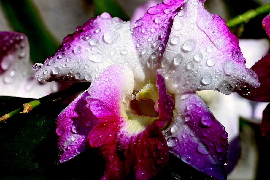 feng, rolling, flower, drop, flowering plant, wet, vulnerability HD wallpaper