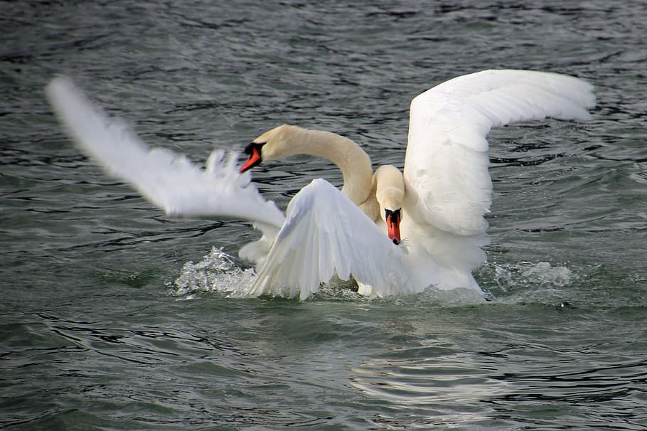 swan fight, swans, lake, winner, loser, water, bird, animals in the wild HD wallpaper