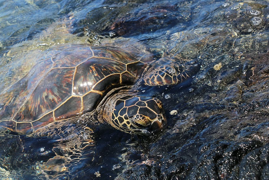 turtle, sea, water, close-up, reptile, animals in the wild HD wallpaper