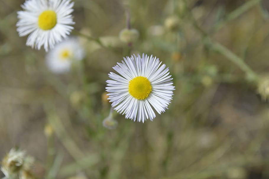flower, exappiah, flowering plant, fragility, vulnerability HD wallpaper