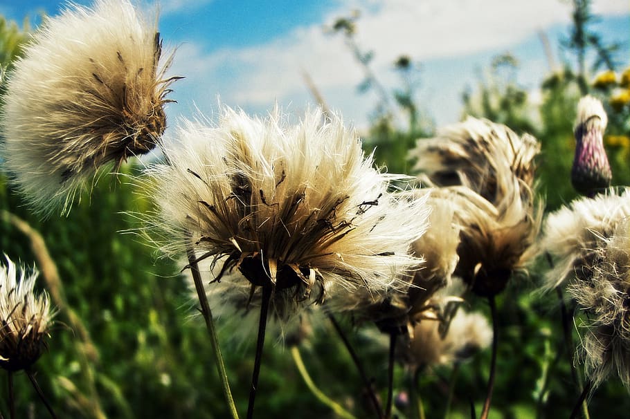 Gray Flowers, bloom, blooming, blossom, blur, close-up, colors HD wallpaper