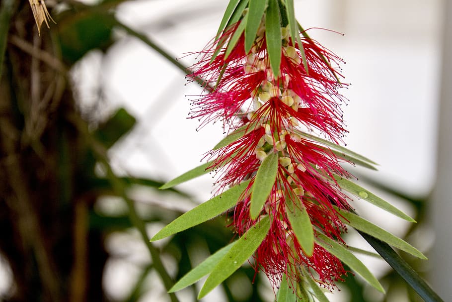 caliandra, caliandra red, flower, spring, nature, flowers, garden HD wallpaper