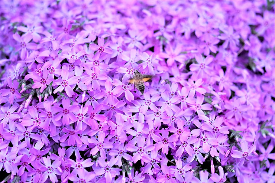 flower, spring, nature, beautiful, bee, pink, flowers, plants HD wallpaper