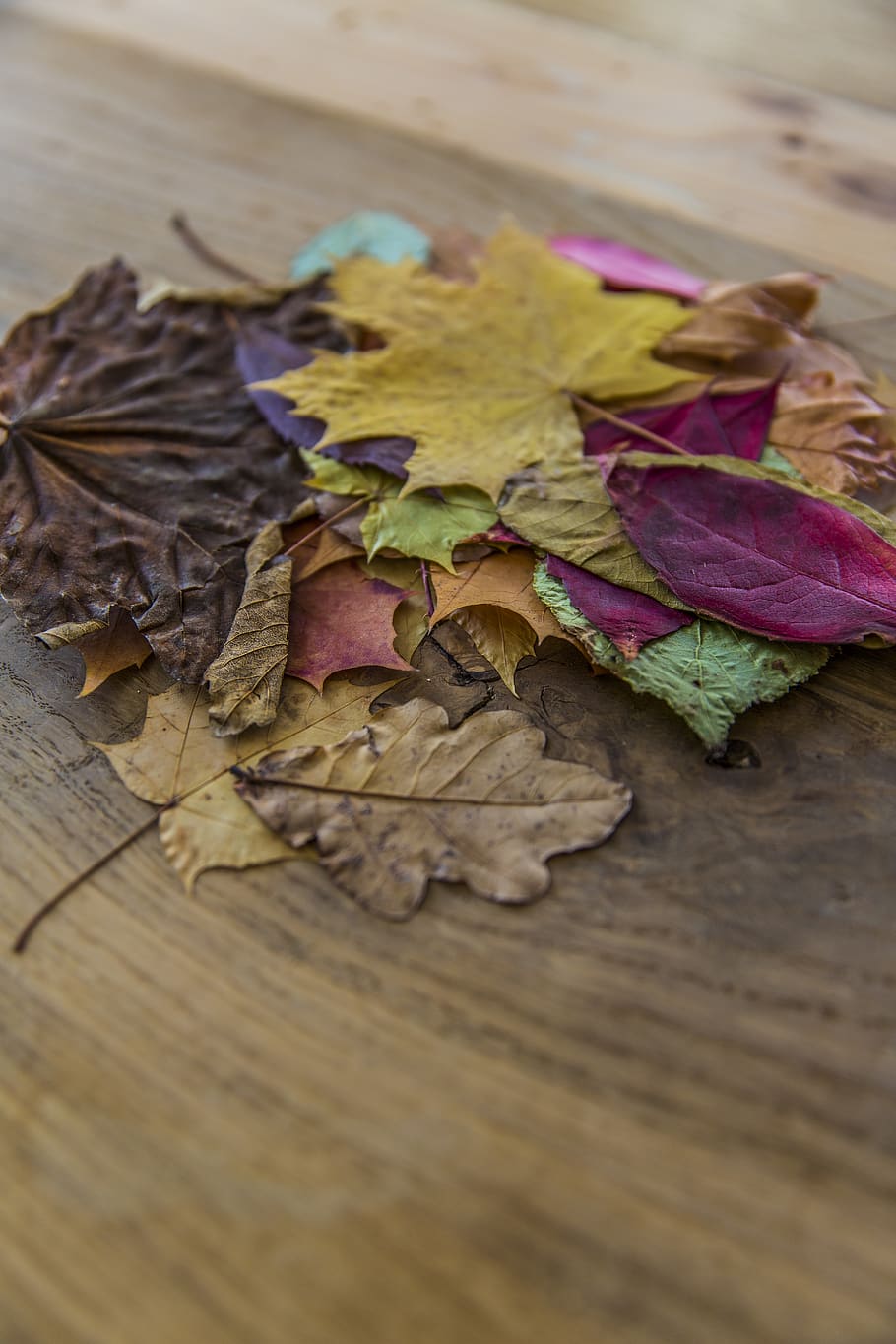 assorted-color leaves on brown surface, flora, ivy, plant, erlangen HD wallpaper