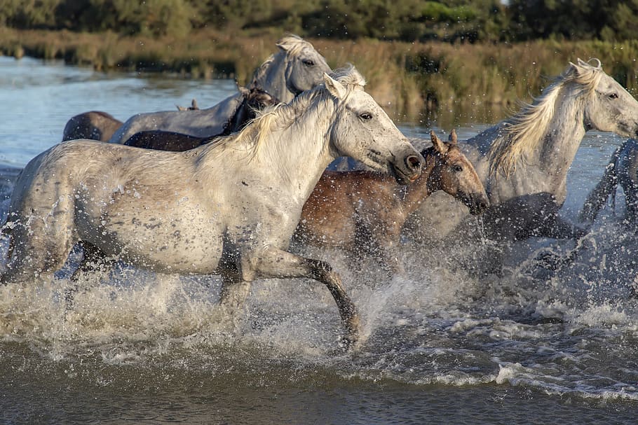 horses, herd, animals, river, running, nature, mane, water HD wallpaper