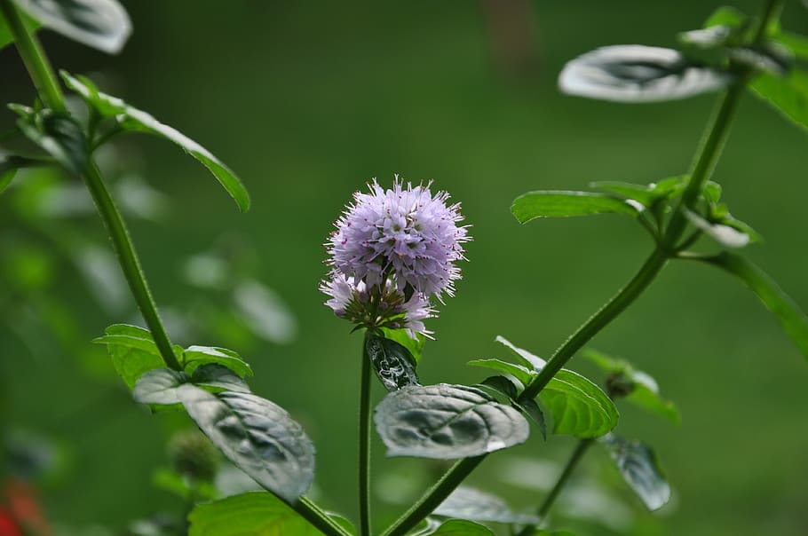 mint, flower, summer, green, plants, macro, garden, flowering plant HD wallpaper