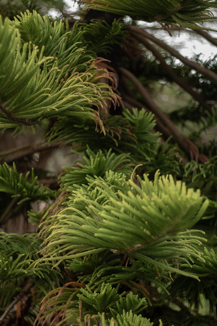 tree, plant, conifer, fir, abies, pine, wollongong, australia HD wallpaper