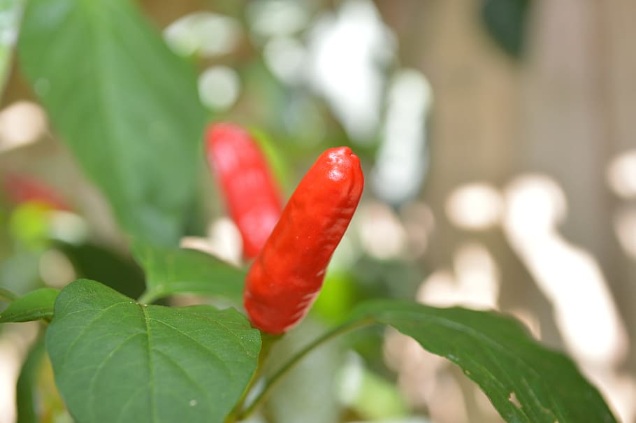 pepper, green, nature, leaf, red, plant part, close-up, growth HD wallpaper