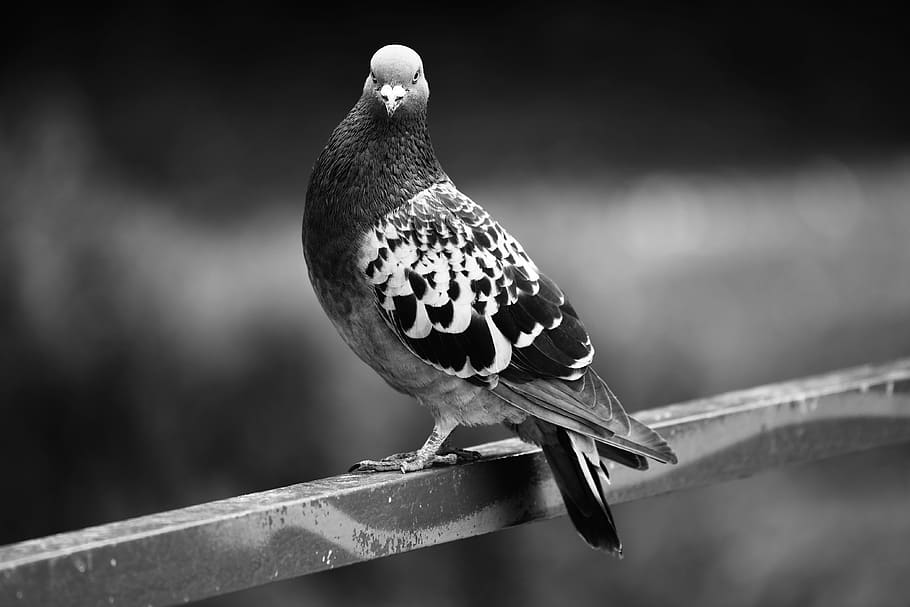 pigeon, rock dove, bird, animal, plumage, columbidae, wildlife, HD wallpaper