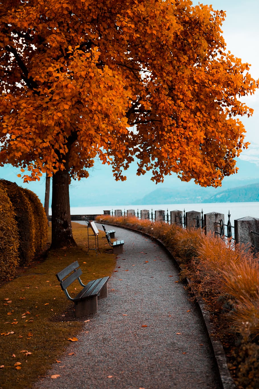 oberhofen, switzerland, tree, sit, feeling, thun, jairph, autumn, HD wallpaper