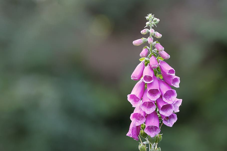 Pink flowers with blurred background., hathersage, united kingdom HD wallpaper