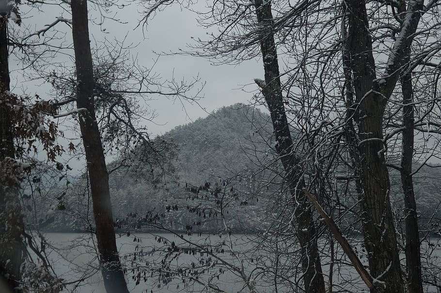 united states, ocoee river, mountain, trees, plant, tranquility HD wallpaper